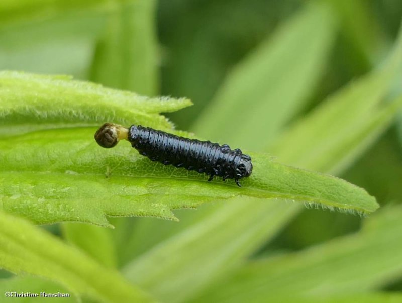 Goldenrod leaf beetle larva  (Trirhabda canadensis)