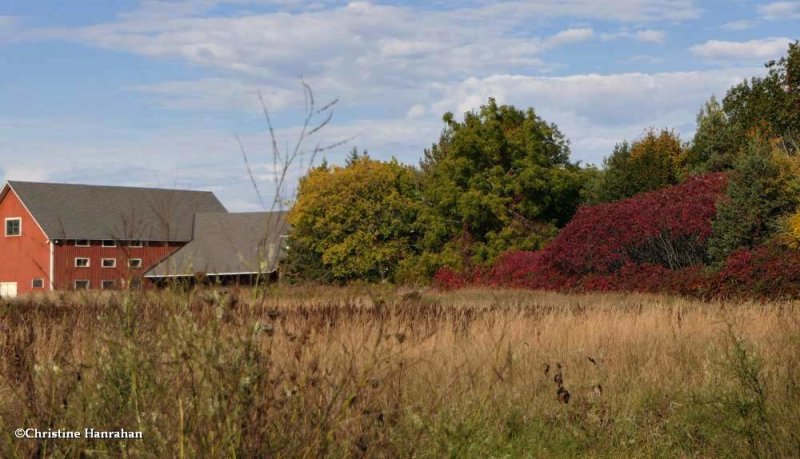 Red barn and New Woods