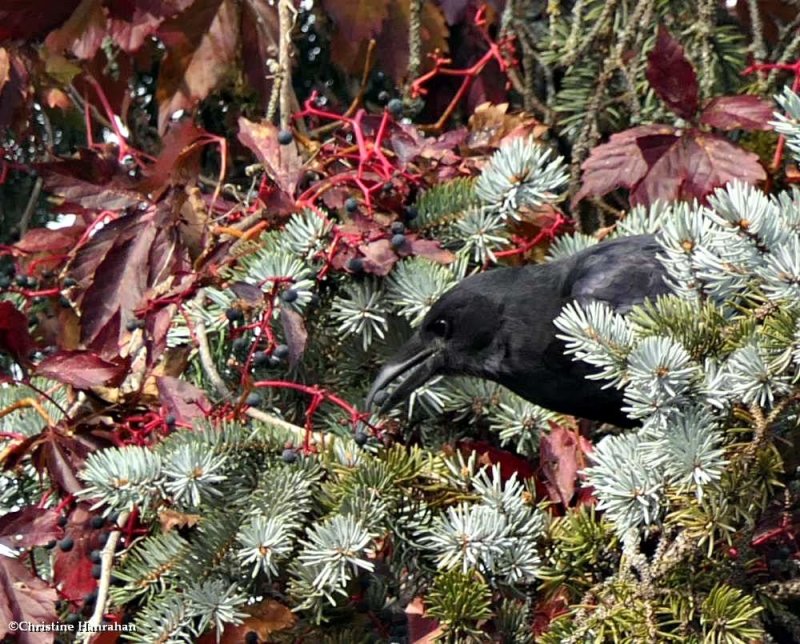 Crow feeding on Virginia creeper berries
