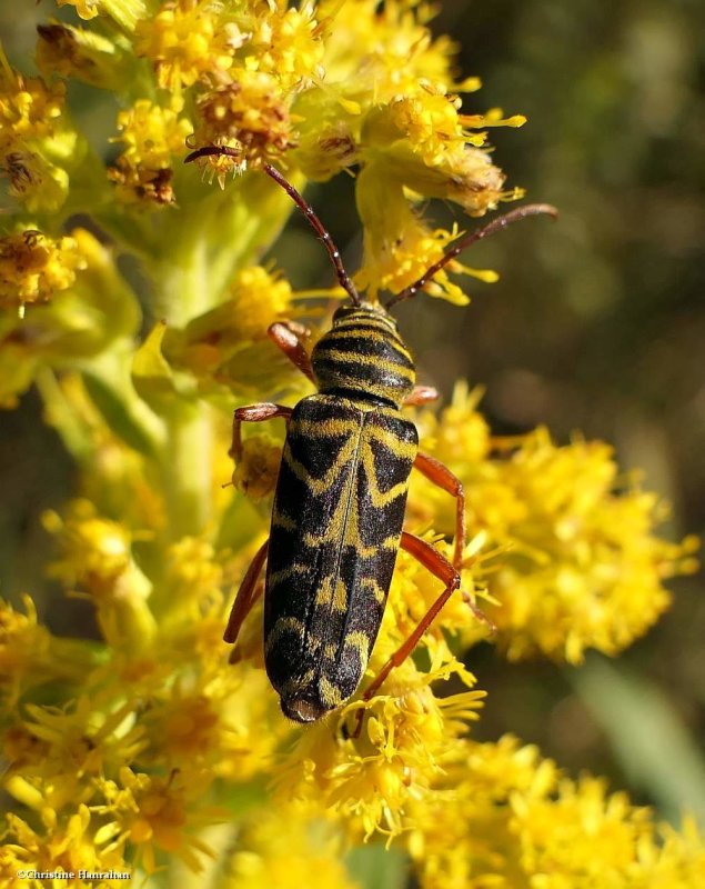 Locust borer long-horned beetle  (Megacyllene robiniae)