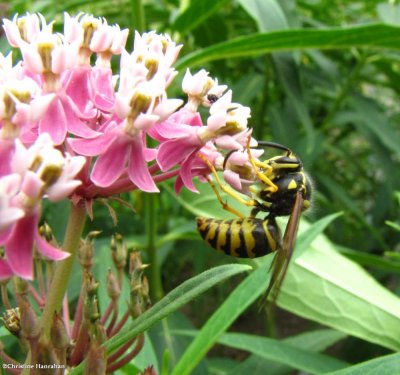 Common aerial yellowjacket  (Dolichovespula arenaria), male