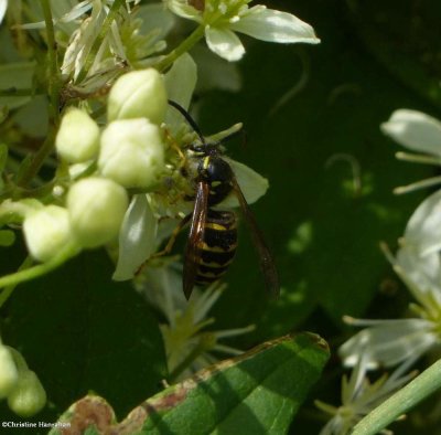 Common aerial yellowjacket  (Dolichovespula arenaria), male