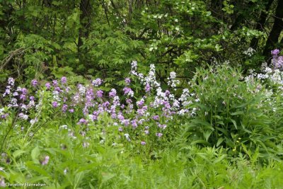 Dames rocket (<em>Hesperis matronalis</em>)