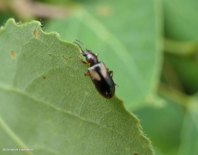 Ravenous Leaf Beetles  (Family: Orsodacnidae)