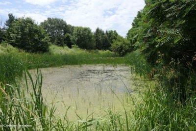 Amphibian pond