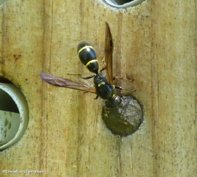 Potter wasp  (Symmorphus)