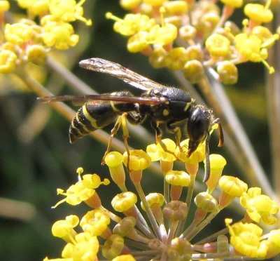 Potter wasp (Ancistrocerus adiabatus)