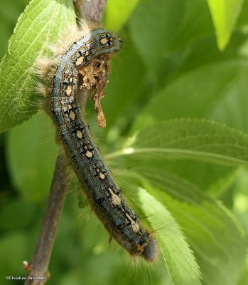 Forest tent caterpillar (Malacosoma disstria)