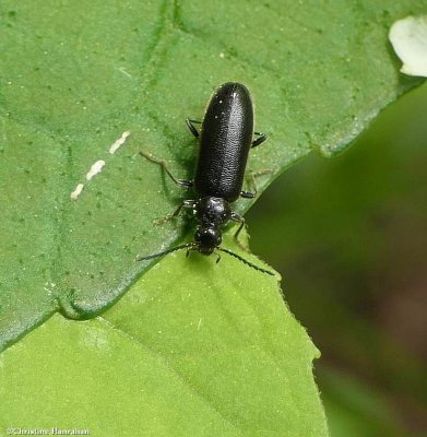 Fire-colored beetle (Pedilus)