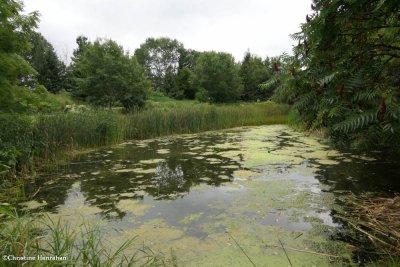 Amphibian pond