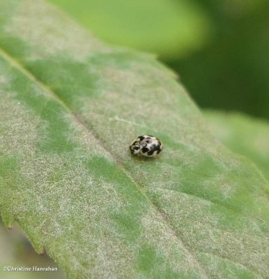 Twenty-spotted lady beetle (Psyllobora vigintimaculata)