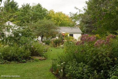 Backyard Garden  Aug 2020