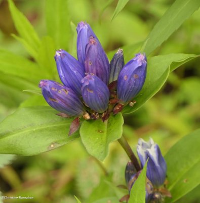 Bottle gentians  (<em>Gentiana andrewsii</em>)