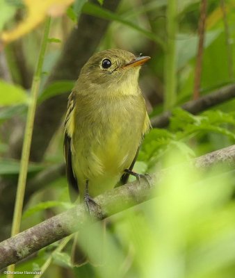 Yellow-bellied flycatcher