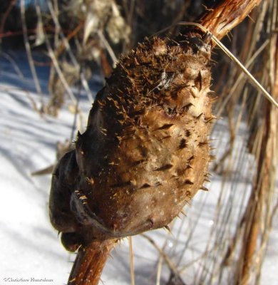 Cynipid wasp gall  (Diastrophus turgidus)