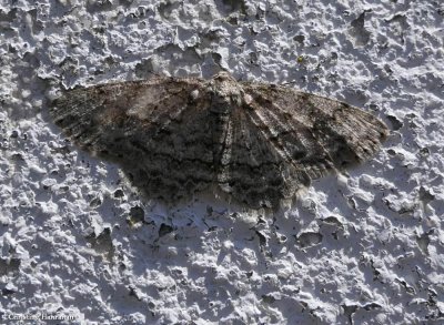 Small engrailed moth (Ectropis crepuscularia), #6597