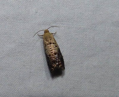 Fletcher's Cydia moth (Cydia fletcherana), #3472