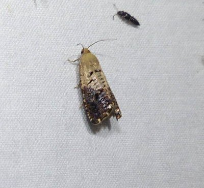 Fletcher's cydia moth (Cydia fletcherana), #3472