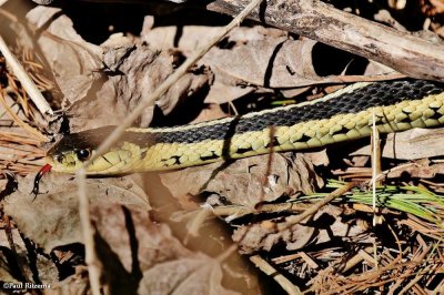 Eastern garter snake (Thamnophis sirtalis sirtalis)