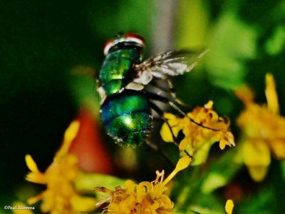 Green bottle fly (Lucilia sp.)