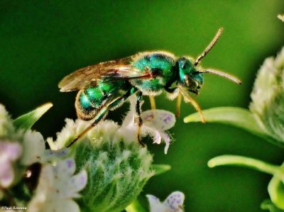 Metallic green sweat bee (Agapostemon)?