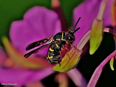 Parasitic wasp (Leucospis affinis)