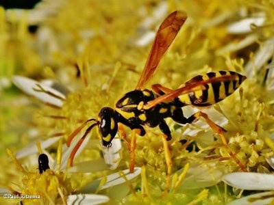 European paper wasp (Polistes dominula)