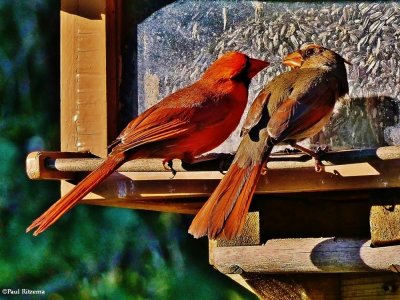 Northern Cardinals  and Rose-Breasted Grosbeaks of the FWG