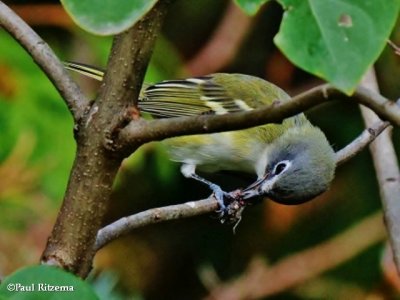 Blue-headed vireo with insect prey