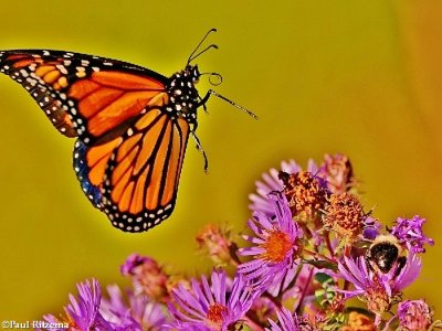 Monarch Butterflies (Family: Nymphalidae; Sub-family Danainae)