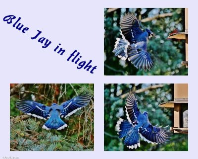 Blue Jay in flight