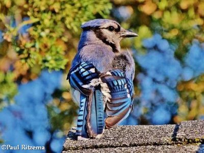 Blue jay