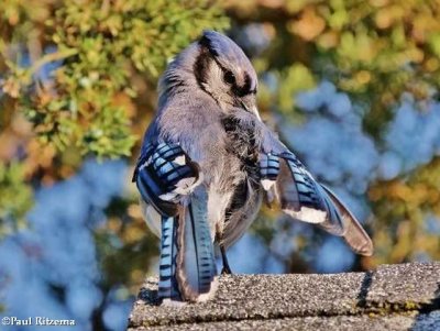 Preening blue jay
