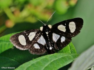 Eight-spotted forester moth (Alypia octomaculata), #9314