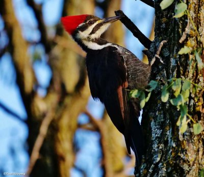 Woodpeckers of the FWG