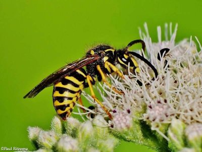 Yellowjacket, possibly Dolichovespula arenaria)