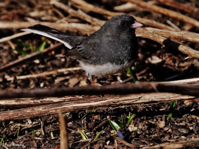 Dark-eyed junco