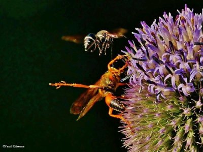 Great golden digger wasp and a potter wasp 