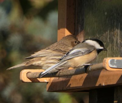 Black-capped chickadee and female house finch