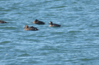 Unusually marked Surf Scoter with Common Eiders - Duxbury Beach, MA - April 17, 2019  - pix 3 of 6