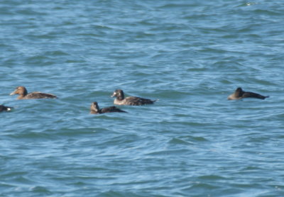 Unusually marked Surf Scoter with Common Eiders - Duxbury Beach, MA - April 17, 2019  - pix 4 of 6