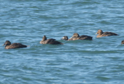 Unusually marked Surf Scoter with Common Eiders - Duxbury Beach, MA - April 17, 2019  - pix 2 of 6