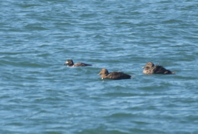 Unusually marked Surf Scoter with Common Eiders - Duxbury Beach, MA - April 17, 2019  - pix 5 of 6