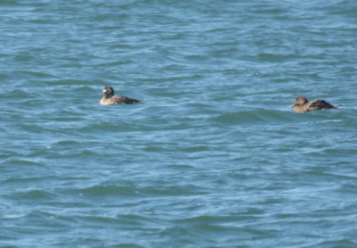 Unusually marked Surf Scoter with Common Eiders - Duxbury Beach, MA - April 17, 2019  - pix 6 of 6