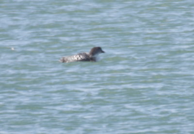 200316 C. Loon - returner deformed bill.jpg