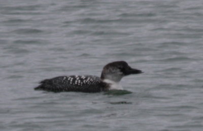 2010-03-12 C. Loon - deformed bill   DBCH.jpg