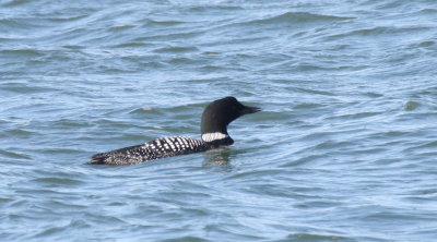 2014-04-09 C. Loon - poss returnee - upper mandible.jpg