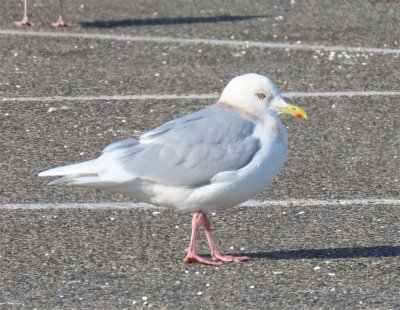 Iceland Gull - Plymouth, MA -town pier - January 12, 2021