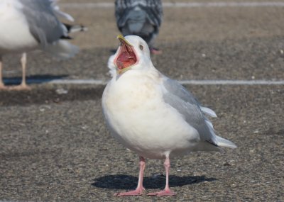 Iceland Gull - Plymouth, MA -town pier - January 12, 2021