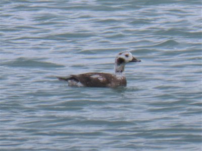 Long-tailed Duck (molting) - Duxbury, MA - April 5, 2021 